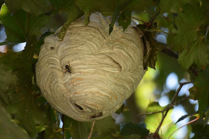 nest-4715920_1920_full_width.jpg
