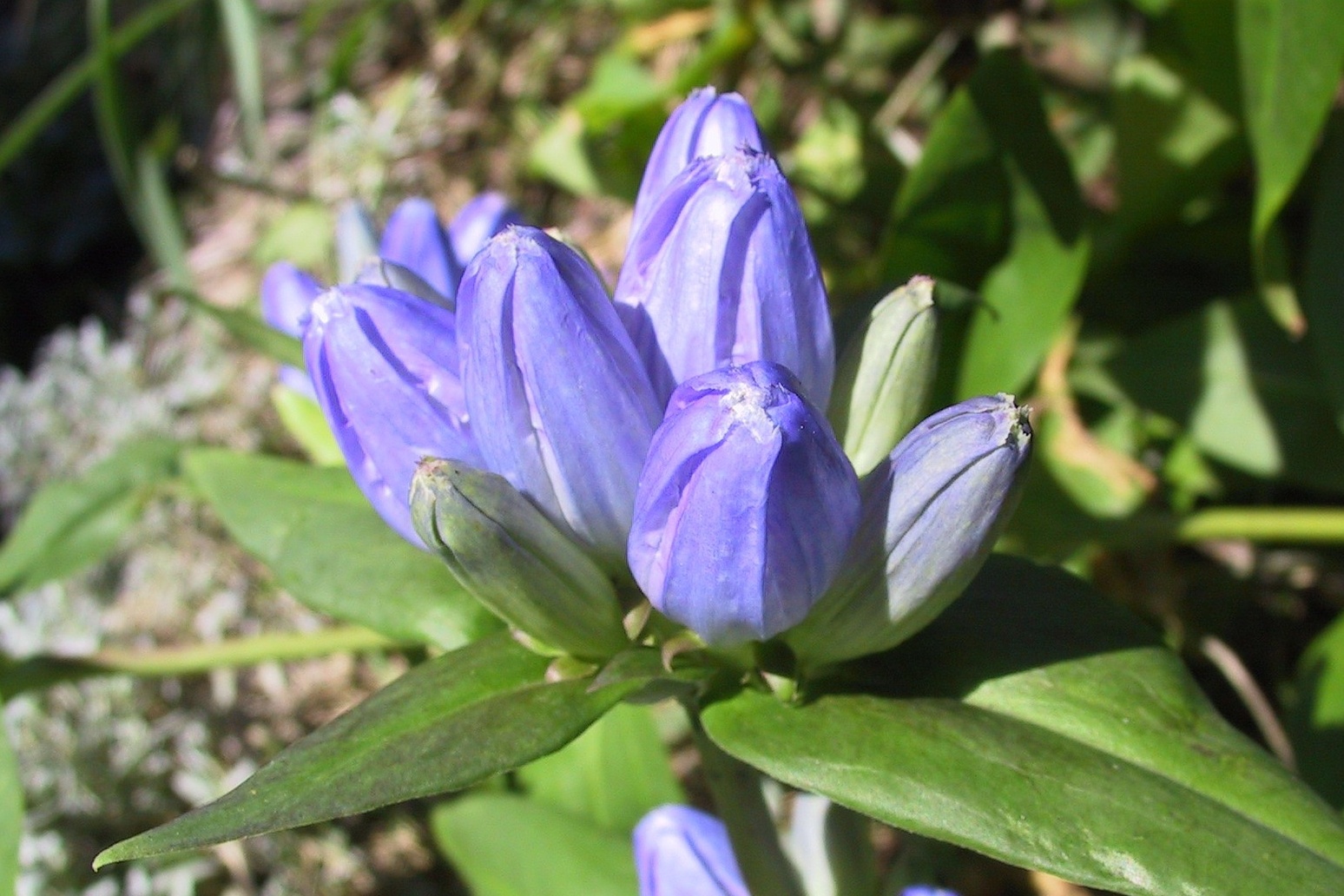 <p>瓶装龙胆花</p>