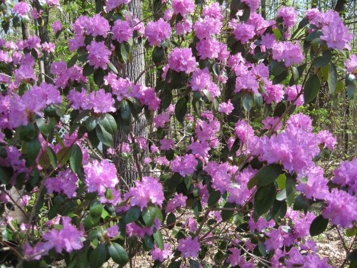 rhodies_003_full_width.jpg