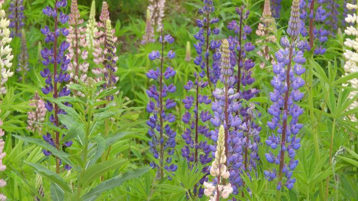 lupine-5219814_1920_full_width.jpg
